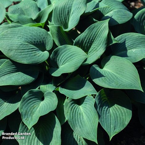 Hosta Decorative Collection