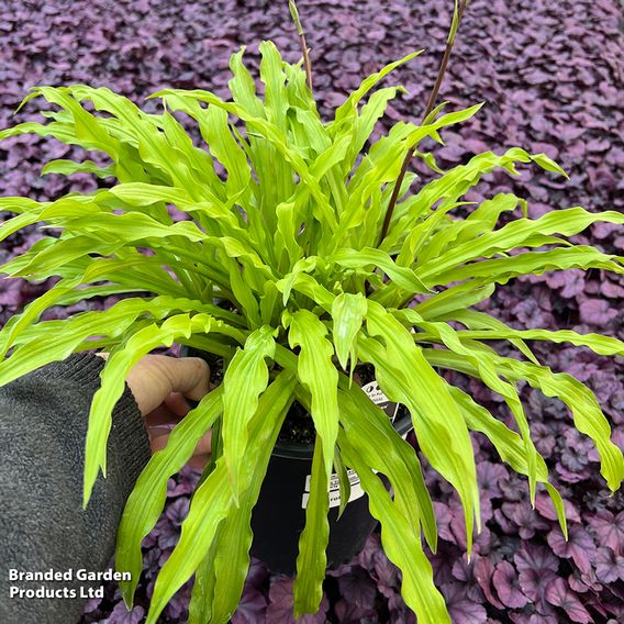 Hosta 'Party Streamers'