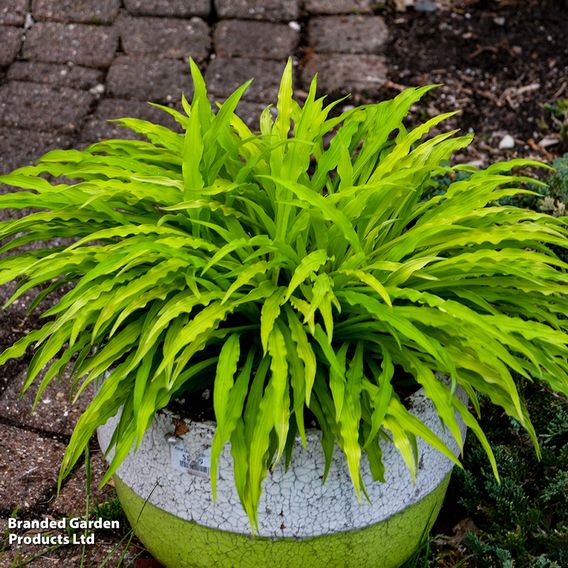 Hosta 'Party Streamers'