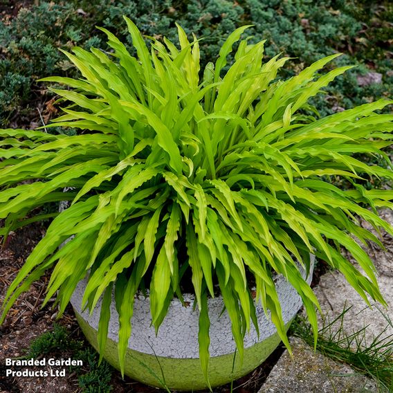 Hosta 'Party Streamers'