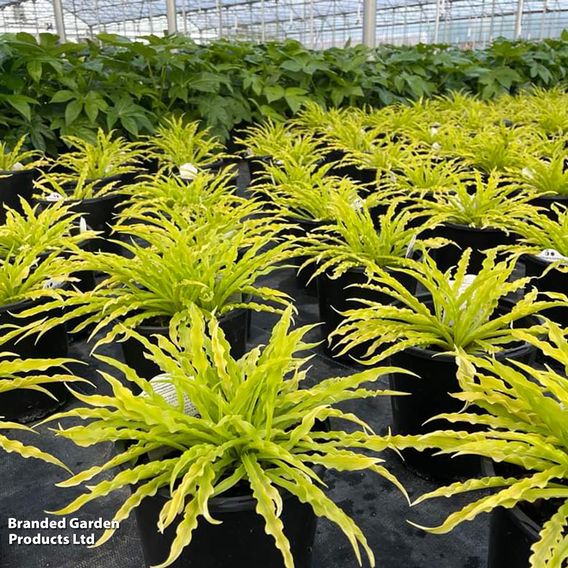 Hosta 'Party Streamers'