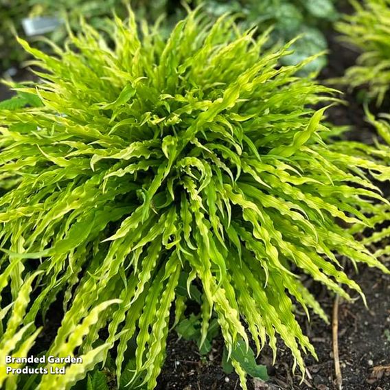 Hosta 'Party Streamers'