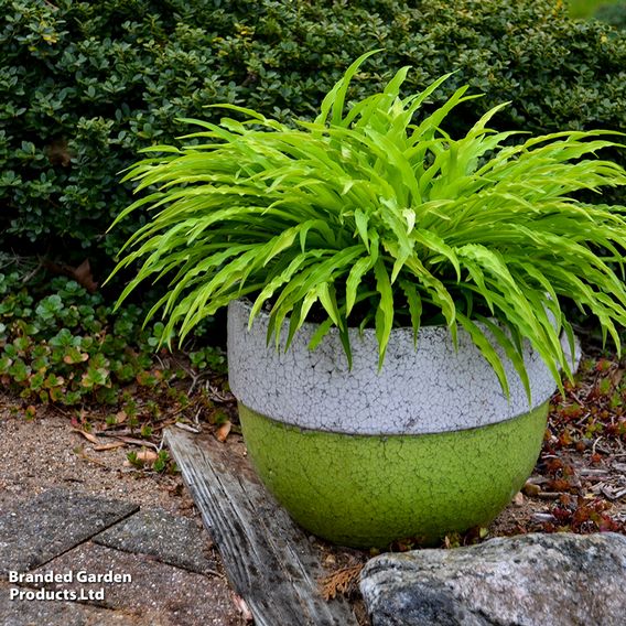 Hosta 'Party Streamers'