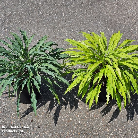 Hosta Party Duo