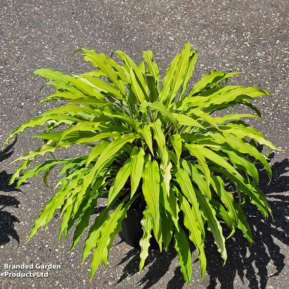 Hosta 'Party Streamers'
