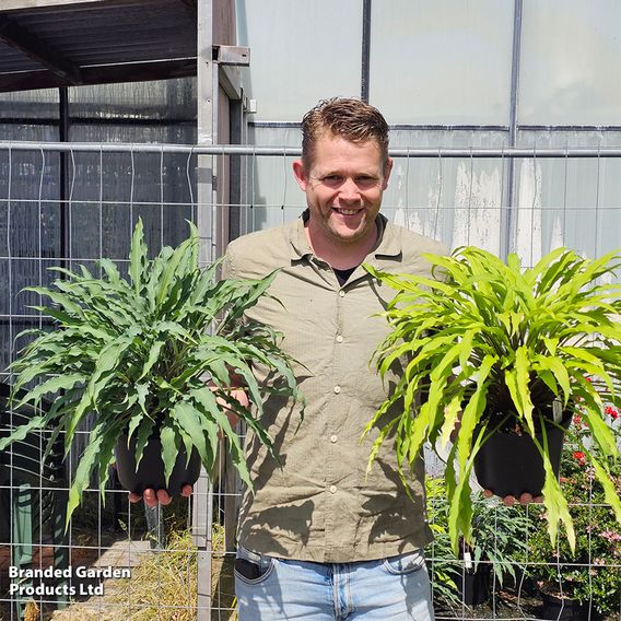 Hosta Party Duo