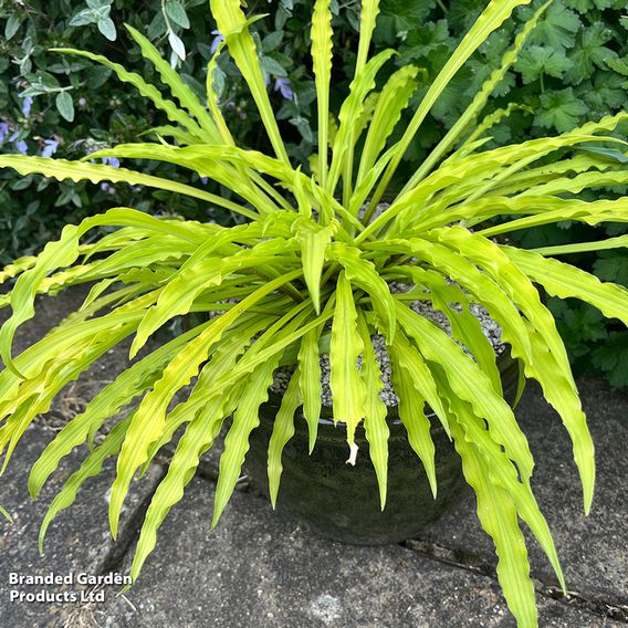 Hosta 'Party Streamers'