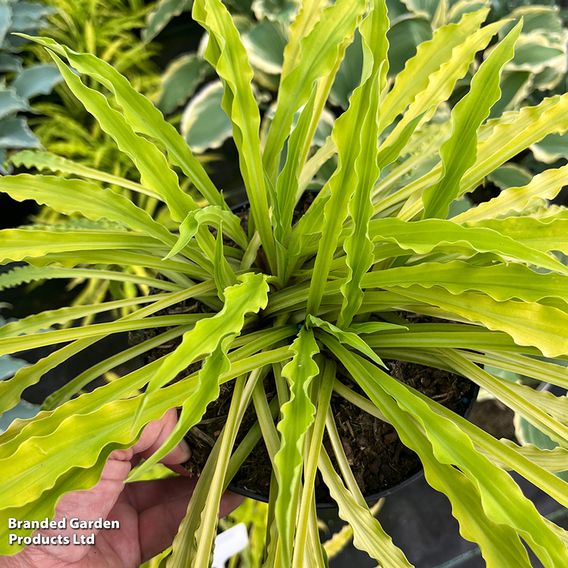 Hosta 'Party Streamers'