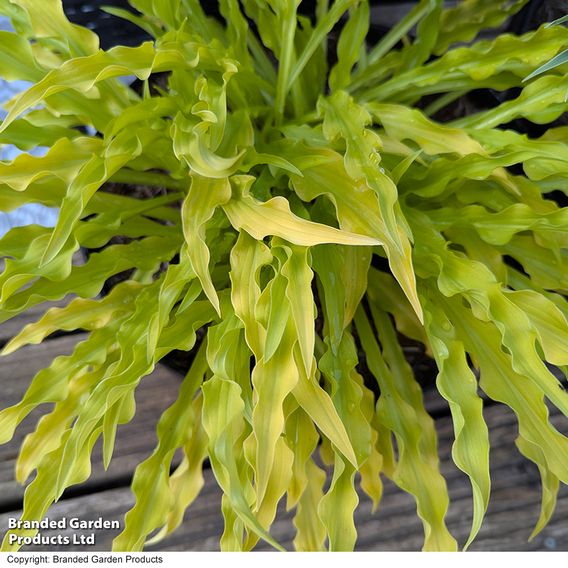 Hosta 'Party Streamers'