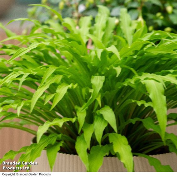 Hosta 'Party Streamers'