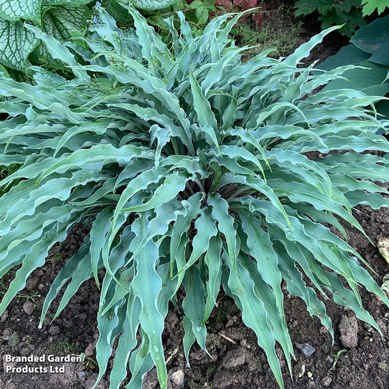 Hosta 'Silly String'
