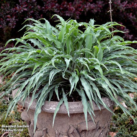 Hosta 'Silly String'