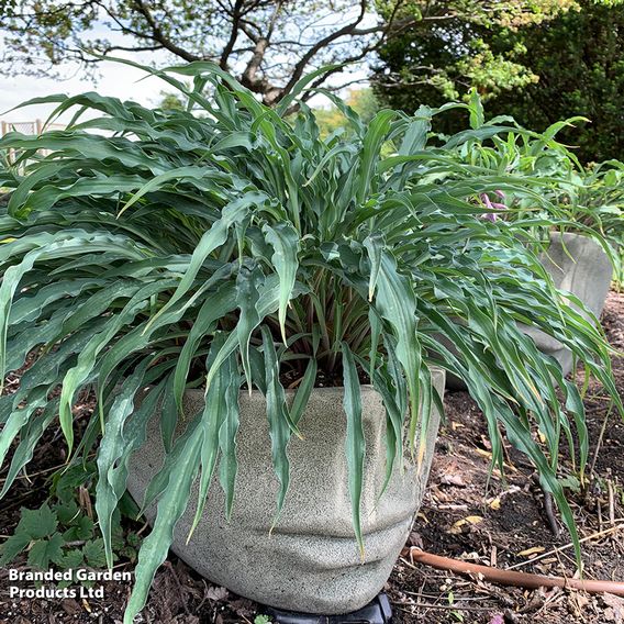 Hosta 'Silly String'