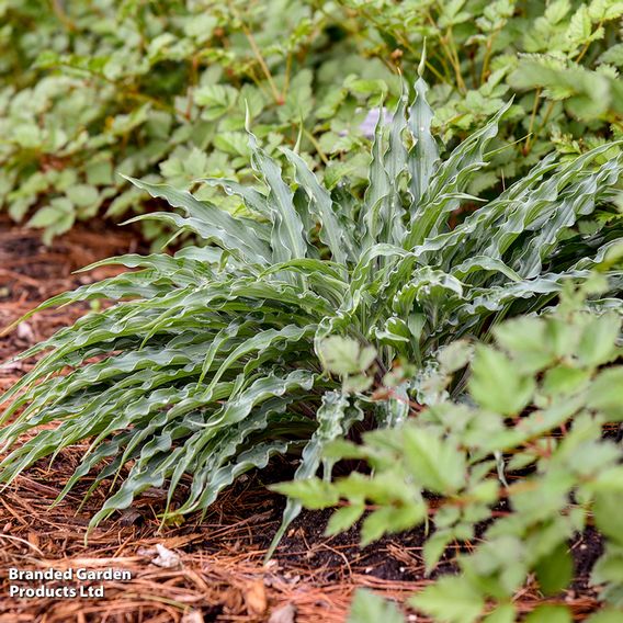 Hosta 'Silly String'