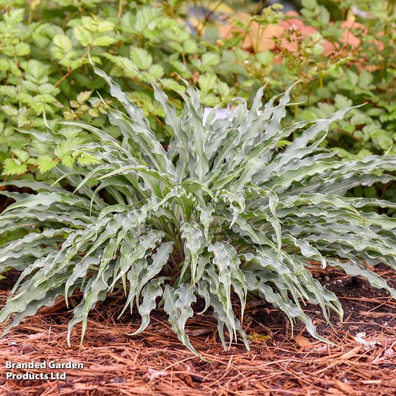Hosta 'Silly String'