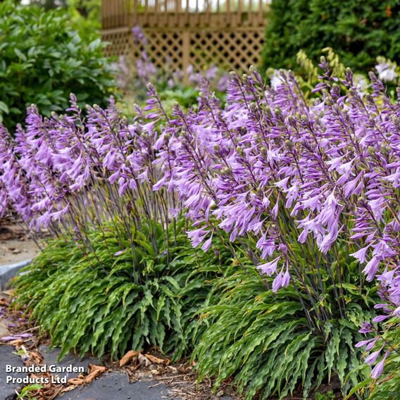 Hosta 'Silly String'