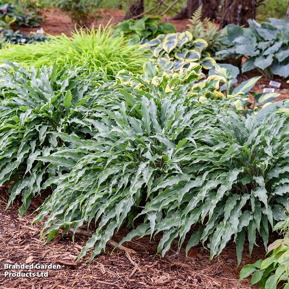 Hosta 'Silly String'