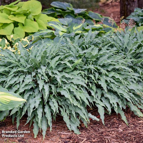 Hosta 'Silly String'