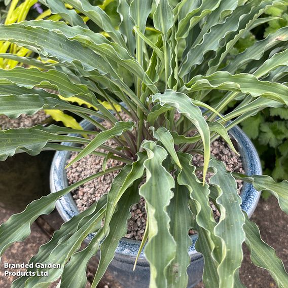 Hosta 'Silly String'