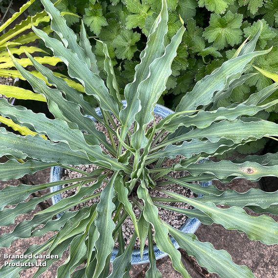 Hosta 'Silly String'