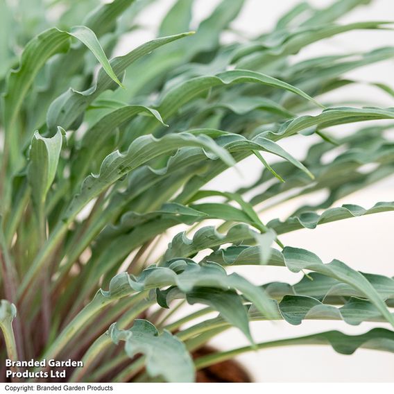 Hosta 'Silly String'