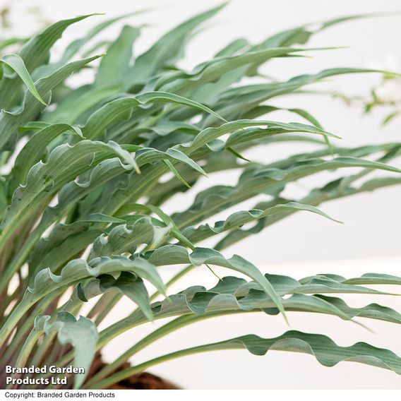 Hosta 'Silly String'