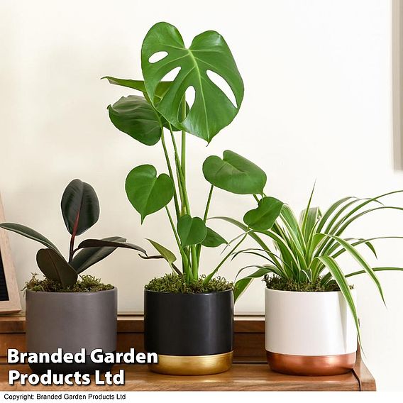 Urban Jungle Trio