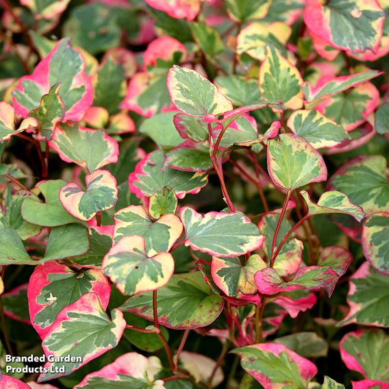 Houttuynia cordata 'Chameleon' (Marginal Aquatic)
