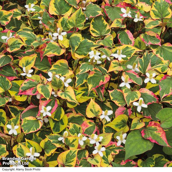 Houttuynia cordata 'Chameleon' (Marginal Aquatic)