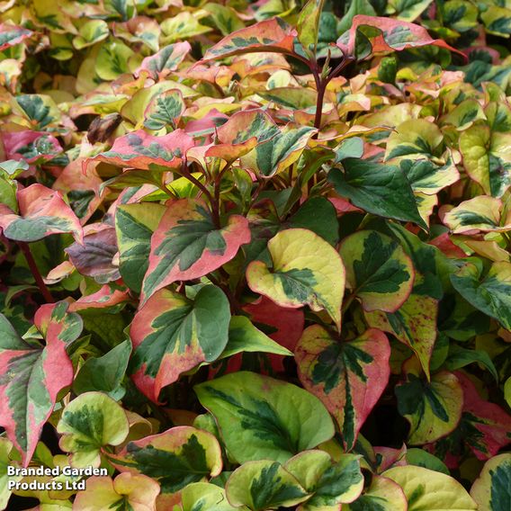 Houttuynia cordata 'Chameleon' (Marginal Aquatic)