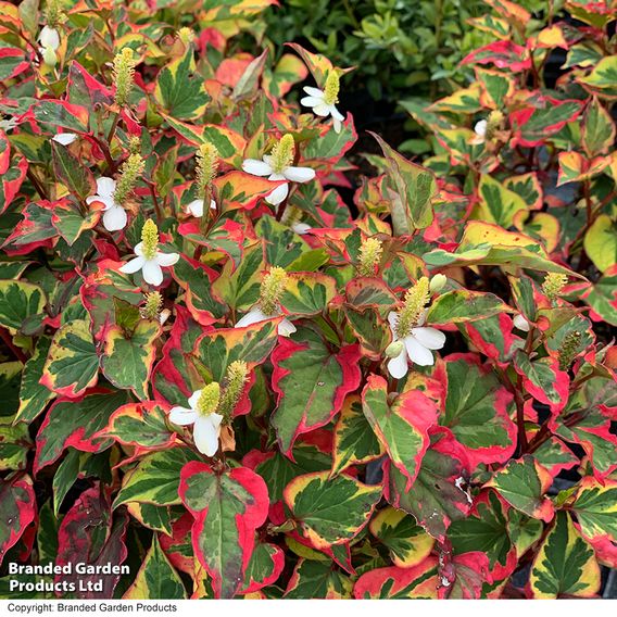 Houttuynia cordata 'Chameleon' (Marginal Aquatic)