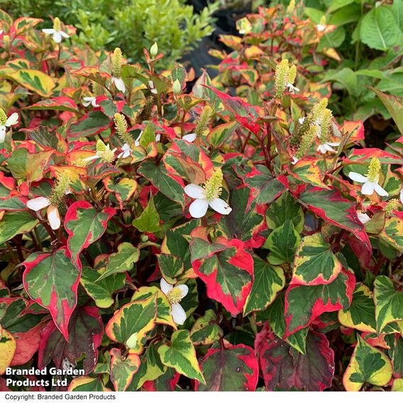 Houttuynia cordata 'Chameleon' (Marginal Aquatic)