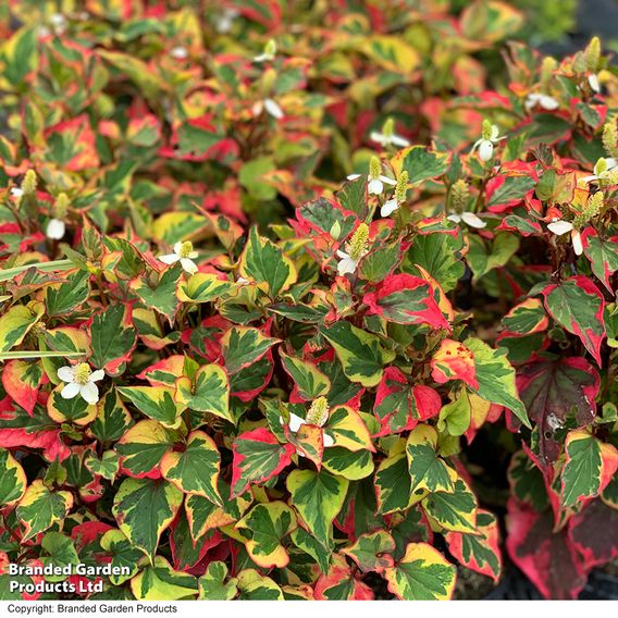 Houttuynia cordata 'Chameleon' (Marginal Aquatic)