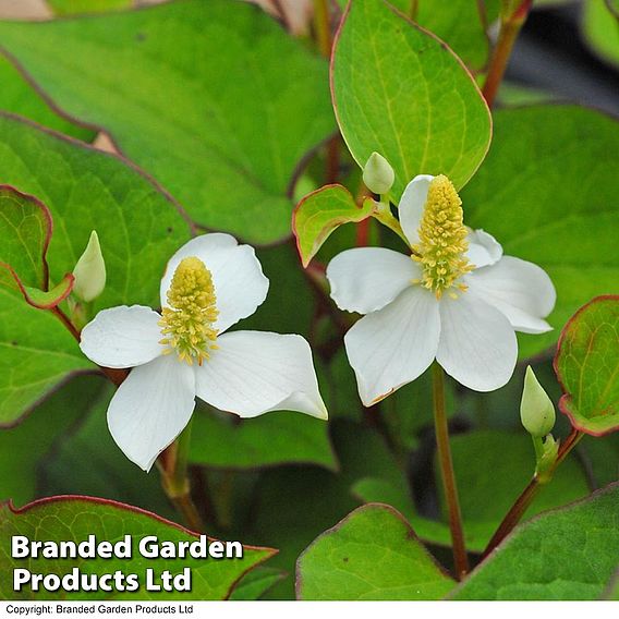 Houttuynia cordata