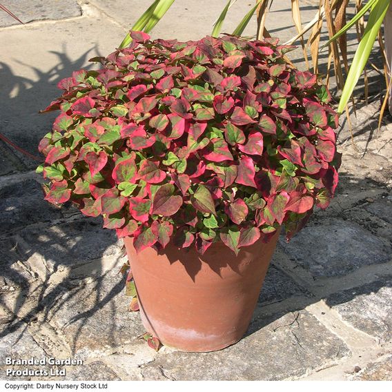 Houttuynia cordata 'Chameleon' (Marginal Aquatic)