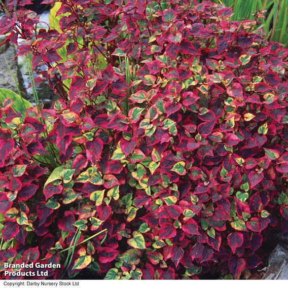 Houttuynia cordata 'Chameleon' (Marginal Aquatic)