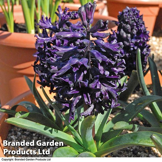 Hyacinth 'Midnight Mystic'®