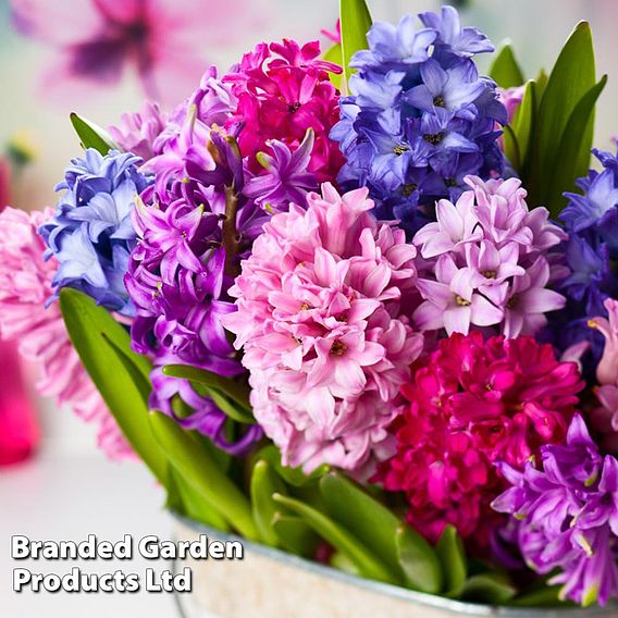 Hyacinth 'Berries and Cream Mixture'