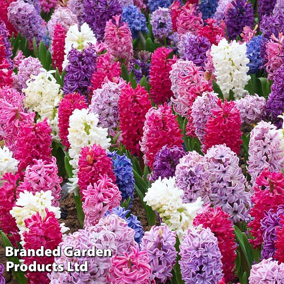 Hyacinth 'Berries and Cream Mixture'