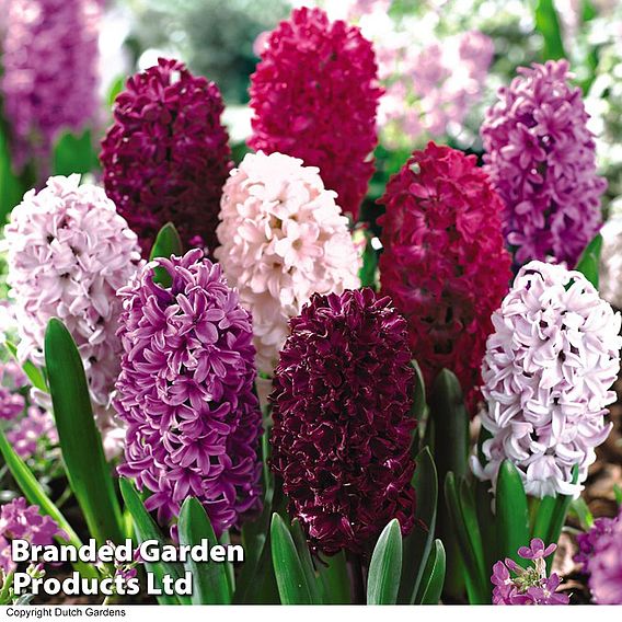 Hyacinth 'Berries and Cream Mixture'