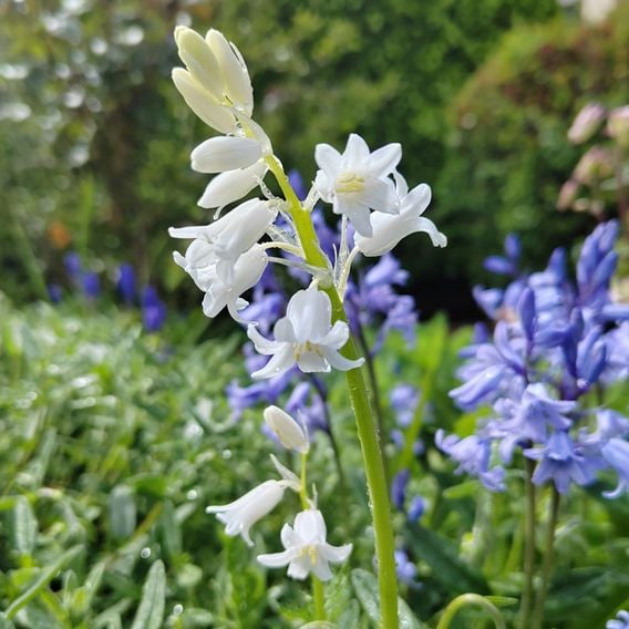 Bluebell 'White'