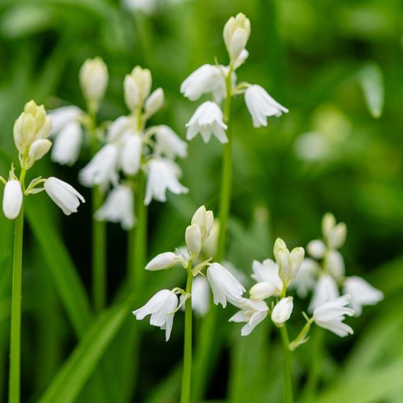 Bluebell 'White'