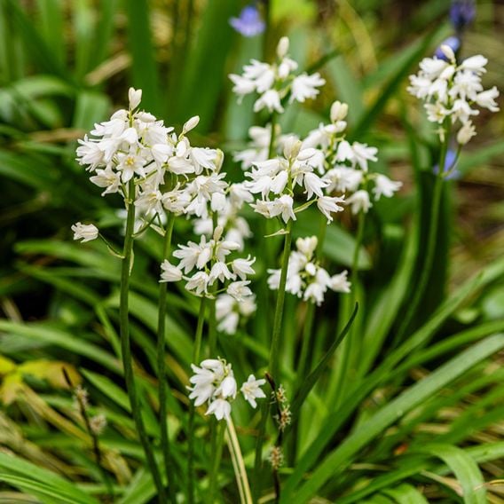 Bluebell 'White'