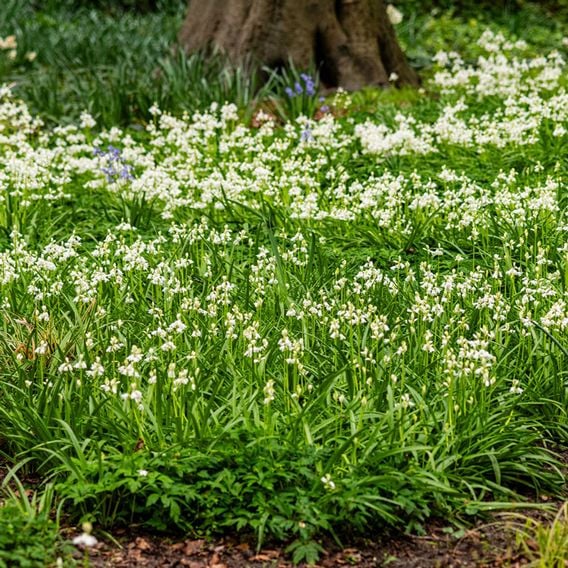 Bluebell 'White'