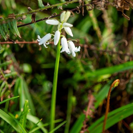 Bluebell 'White'