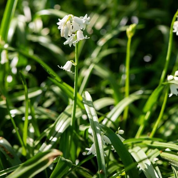 Bluebell 'White'
