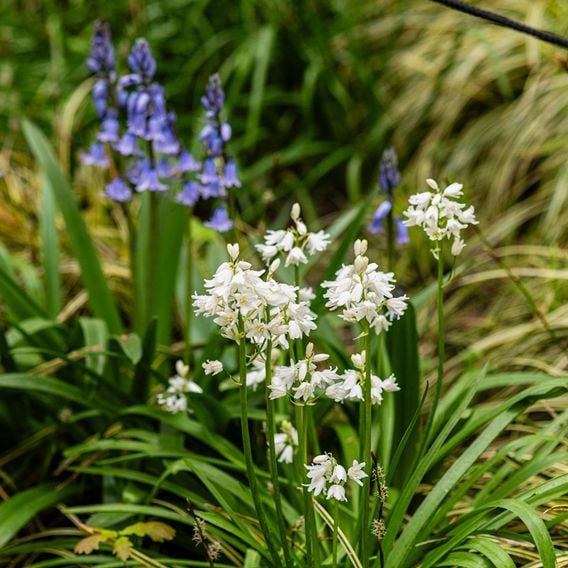 Bluebell 'White'