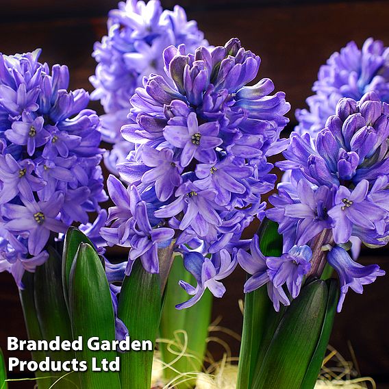 Hyacinth 'Delft Blue'