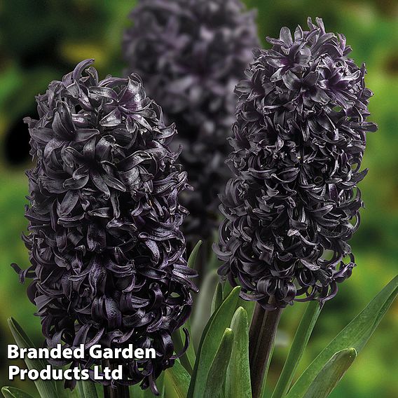 Hyacinth 'Midnight Mystic'®