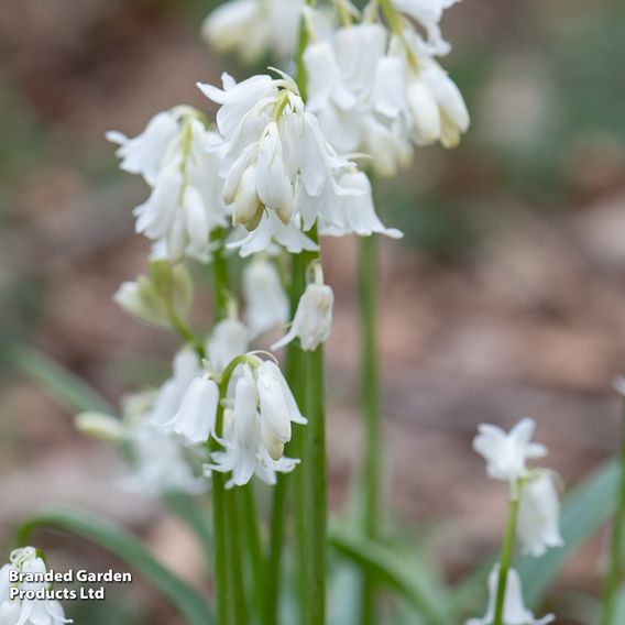 Bluebell 'White'